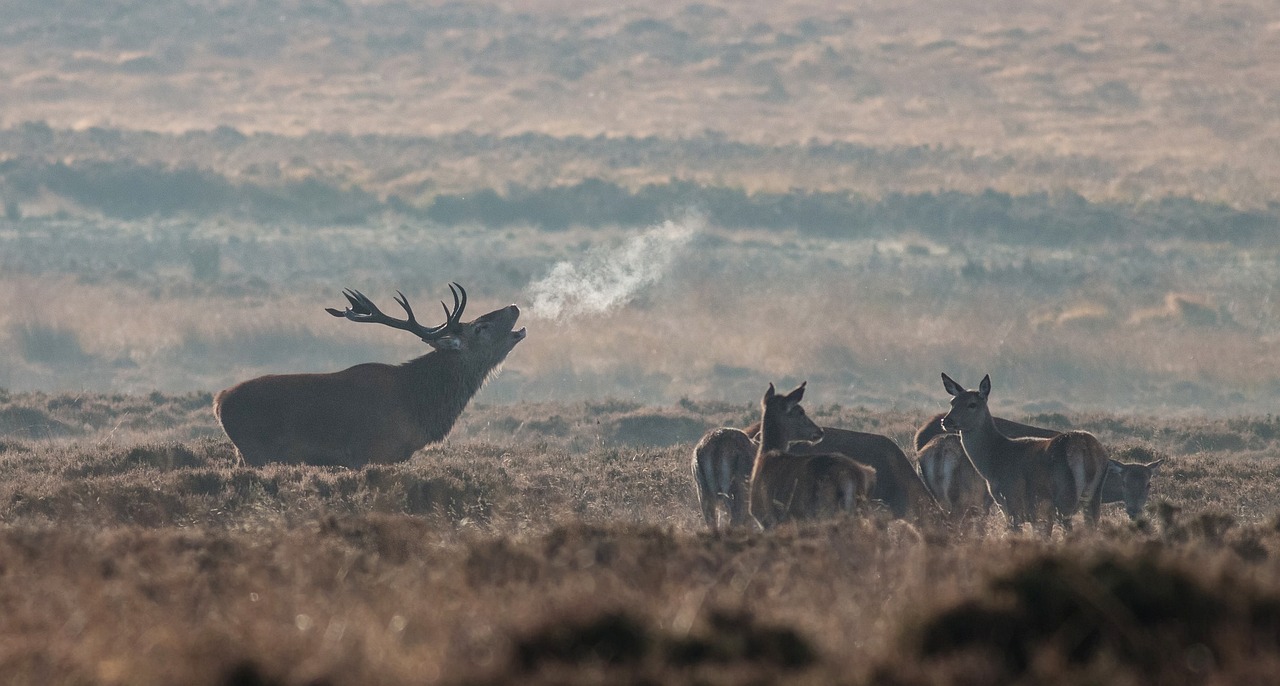 elk, wild, animal-498471.jpg