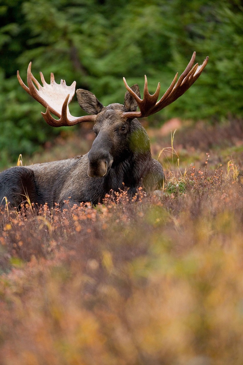 field, resting, animal-386743.jpg